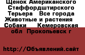 Щенок Американского Стаффордштирского Терьера - Все города Животные и растения » Собаки   . Кемеровская обл.,Прокопьевск г.